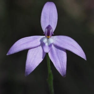 Glossodia major at Cotter River, ACT - suppressed