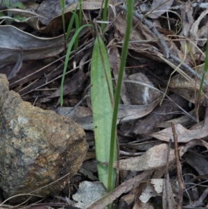 Glossodia major at Cotter River, ACT - 21 Oct 2017