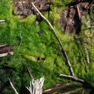 Vaucheria sp. at Cotter River, ACT - 4 Oct 2017 08:59 AM