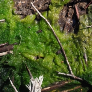 Vaucheria sp. at Cotter River, ACT - 4 Oct 2017