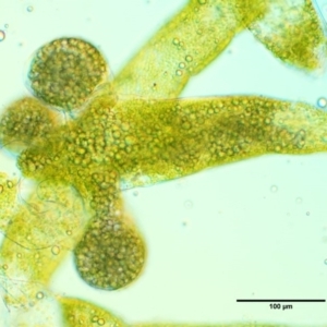 Vaucheria sp. at Cotter River, ACT - 4 Oct 2017 08:59 AM