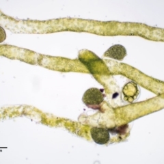 Vaucheria sp. at Cotter River, ACT - 4 Oct 2017 08:59 AM