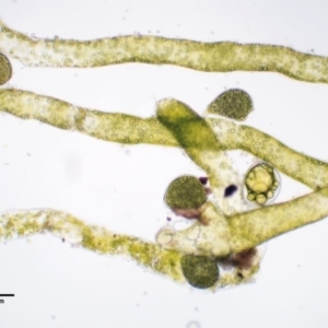Vaucheria sp. at Cotter River, ACT - 4 Oct 2017 08:59 AM