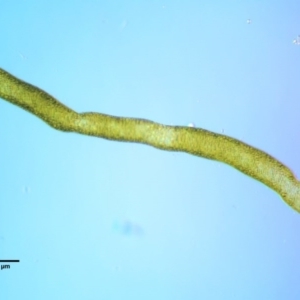 Vaucheria sp. at Cotter River, ACT - 4 Oct 2017 08:59 AM