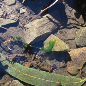 Microspora sp. at Cotter River, ACT - 4 Oct 2017 09:00 AM