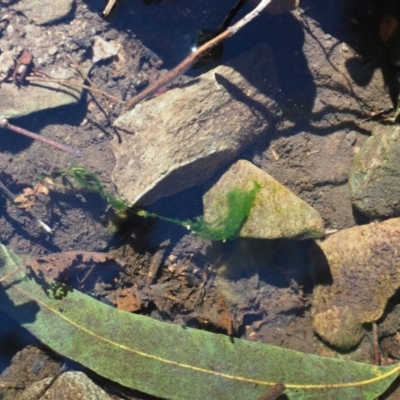 Microspora sp. (A green algae) at Cotter River, ACT - 3 Oct 2017 by KenT