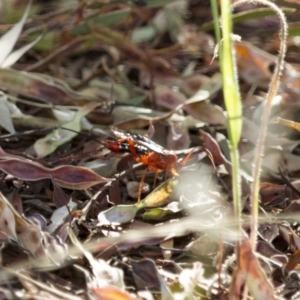 Lissopimpla excelsa at Michelago, NSW - 21 Dec 2014