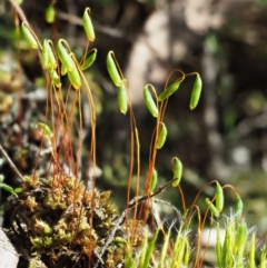 Rosulabryum sp. (A moss) at Cotter River, ACT - 2 Oct 2017 by KenT