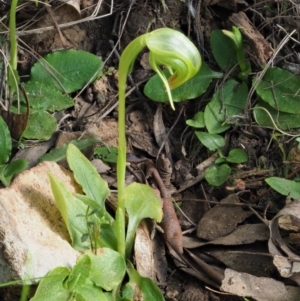 Pterostylis nutans at Cotter River, ACT - suppressed