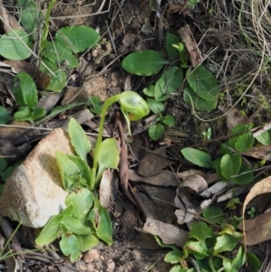 Pterostylis nutans at Cotter River, ACT - suppressed