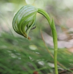 Pterostylis nutans (Nodding Greenhood) at Cotter River, ACT - 21 Oct 2017 by KenT