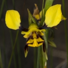 Diuris sulphurea (Tiger Orchid) at Mulligans Flat - 2 Nov 2017 by DerekC