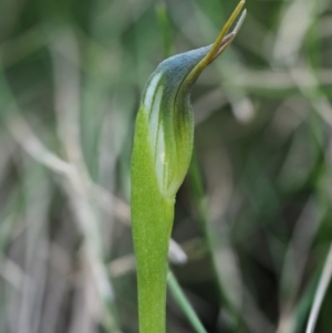 Pterostylis pedunculata at Cotter River, ACT - suppressed