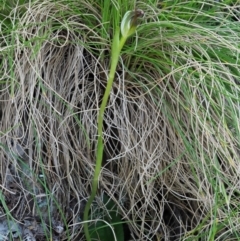 Pterostylis pedunculata at Cotter River, ACT - suppressed