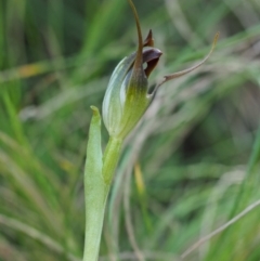 Pterostylis pedunculata at Cotter River, ACT - suppressed