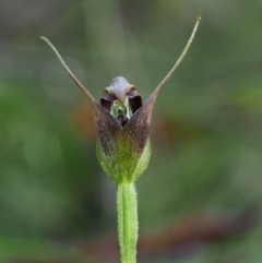 Pterostylis pedunculata (Maroonhood) at Cotter River, ACT - 21 Oct 2017 by KenT