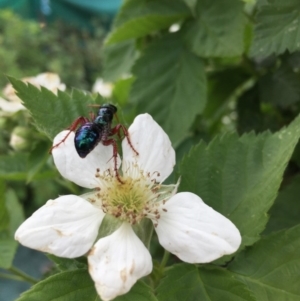 Diamma bicolor at Michelago, NSW - 24 Oct 2017