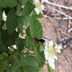 Diamma bicolor at Michelago, NSW - 24 Oct 2017 02:56 PM