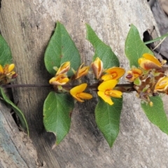 Platylobium montanum subsp. montanum (Mountain Flat Pea) at Cotter River, ACT - 2 Oct 2017 by KenT