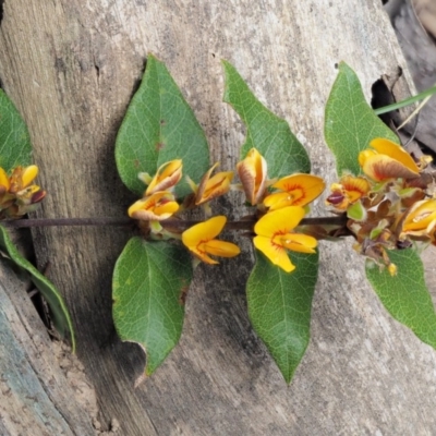 Platylobium montanum subsp. montanum (Mountain Flat Pea) at Cotter River, ACT - 2 Oct 2017 by KenT