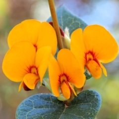 Platylobium montanum subsp. montanum (Mountain Flat Pea) at Lower Cotter Catchment - 22 Oct 2017 by KenT