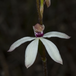 Caladenia cucullata at Gungahlin, ACT - suppressed