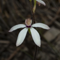 Caladenia cucullata at Gungahlin, ACT - suppressed