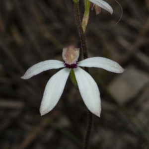 Caladenia cucullata at Gungahlin, ACT - suppressed