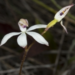 Caladenia cucullata at Gungahlin, ACT - suppressed