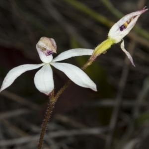 Caladenia cucullata at Gungahlin, ACT - suppressed