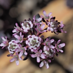 Poranthera microphylla at Cotter River, ACT - 4 Oct 2017 10:17 AM