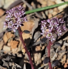 Poranthera microphylla at Cotter River, ACT - 4 Oct 2017 10:17 AM