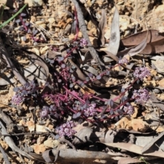 Poranthera microphylla at Cotter River, ACT - 4 Oct 2017