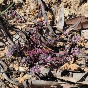 Poranthera microphylla at Cotter River, ACT - 4 Oct 2017 10:17 AM