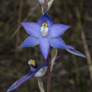 Thelymitra peniculata at Gungahlin, ACT - 2 Nov 2017