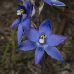 Thelymitra peniculata at Gungahlin, ACT - 2 Nov 2017