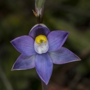 Thelymitra pauciflora at Gungahlin, ACT - suppressed