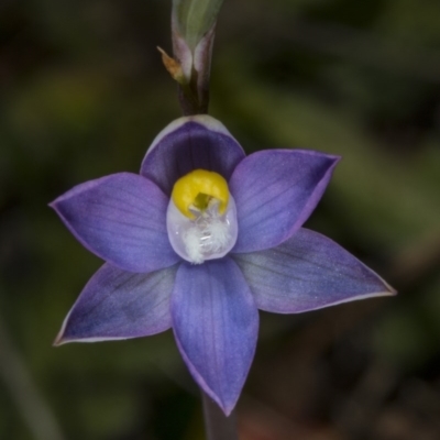 Thelymitra pauciflora (Slender Sun Orchid) at Gungahlin, ACT - 2 Nov 2017 by DerekC