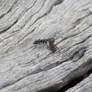 Turneromyia sp. (genus) at Michelago, NSW - 15 Feb 2015