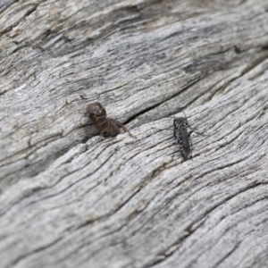 Turneromyia sp. (genus) at Michelago, NSW - 15 Feb 2015