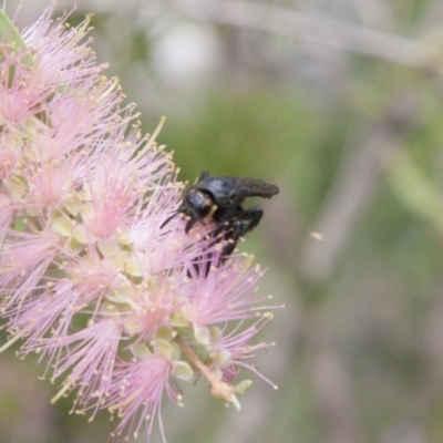 Scoliidae (family) (Unidentified Hairy Flower Wasp) at Michelago, NSW - 1 Feb 2015 by Illilanga