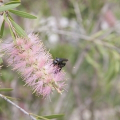 Scoliidae sp. (family) at Michelago, NSW - 1 Feb 2015