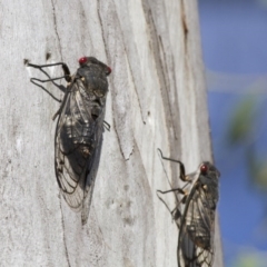 Psaltoda moerens (Redeye cicada) at Michelago, NSW - 7 Dec 2014 by Illilanga
