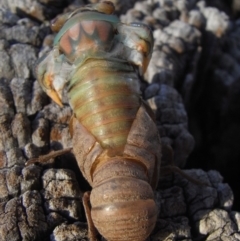 Psaltoda moerens (Redeye cicada) at Michelago, NSW - 11 Dec 2009 by Illilanga