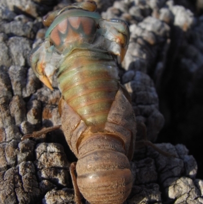 Psaltoda moerens (Redeye cicada) at Michelago, NSW - 11 Dec 2009 by Illilanga