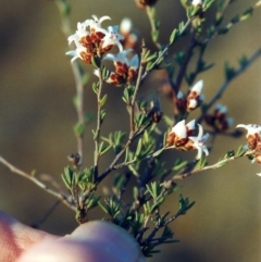 Cryptandra speciosa subsp. speciosa (Silky Cryptandra) at Bonython, ACT - 17 Sep 2008 by MichaelBedingfield