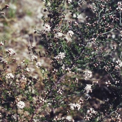 Cryptandra speciosa subsp. speciosa (Silky Cryptandra) at Conder, ACT - 9 Sep 2000 by michaelb