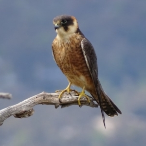 Falco longipennis at Garran, ACT - 25 Oct 2017 02:38 PM