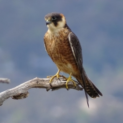 Falco longipennis (Australian Hobby) at Garran, ACT - 25 Oct 2017 by roymcd