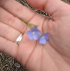 Linum marginale (Native Flax) at Mulligans Flat - 24 Oct 2017 by mainsprite